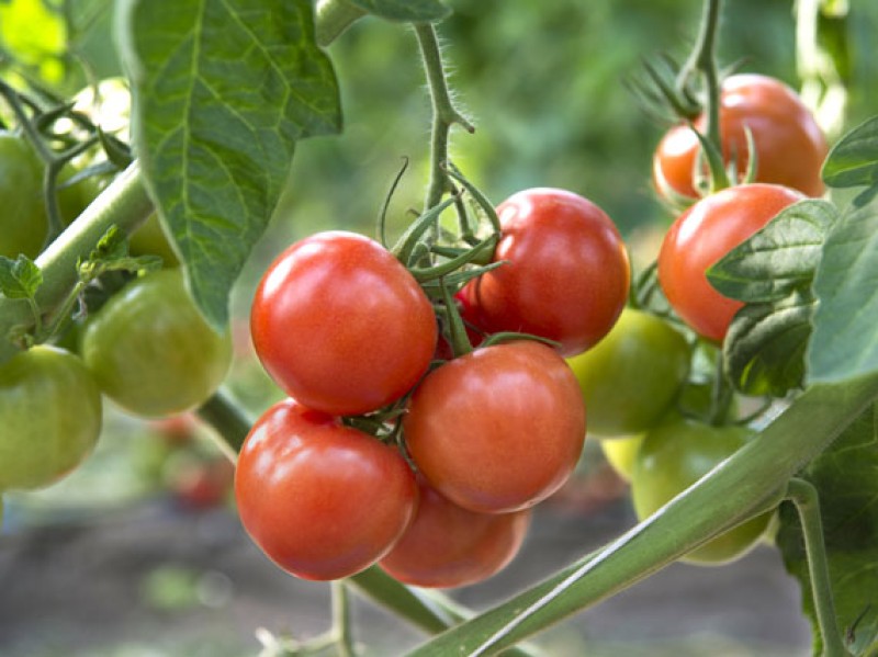 Tomates cherry colgados de la rama de la tomatera.